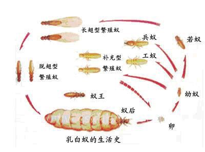 白蟻的群體分工及生活習(xí)性